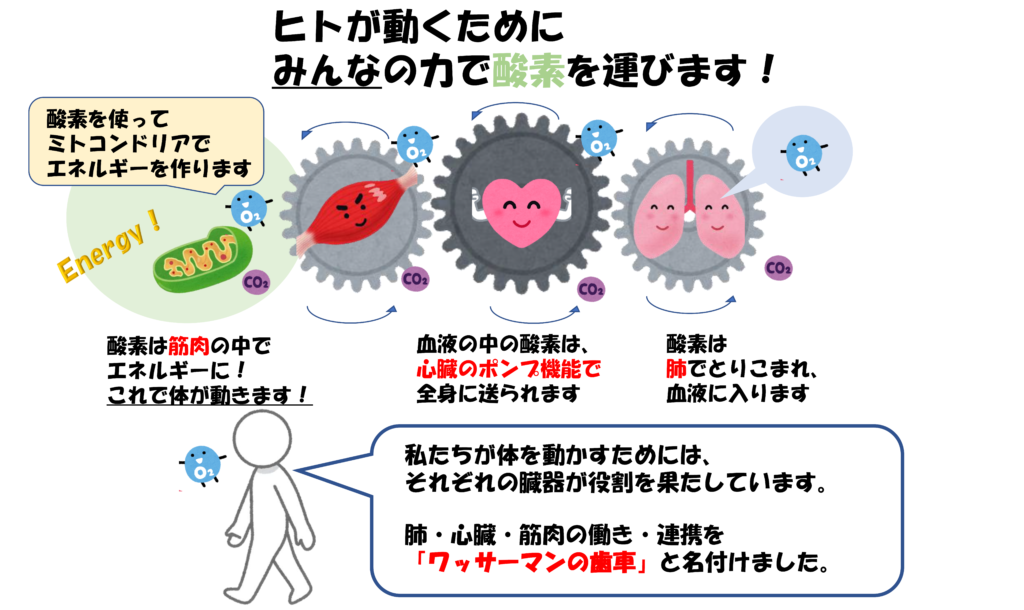 青木内科かわら版 Vol 7 足も肺も 心臓も ワンチーム で 新着情報詳細 青木内科